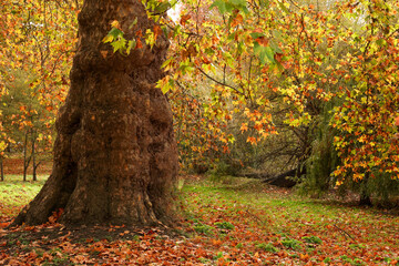 Majestic old tree trunk with vibrant autumn leaves and forest floor covered in fallen foliage