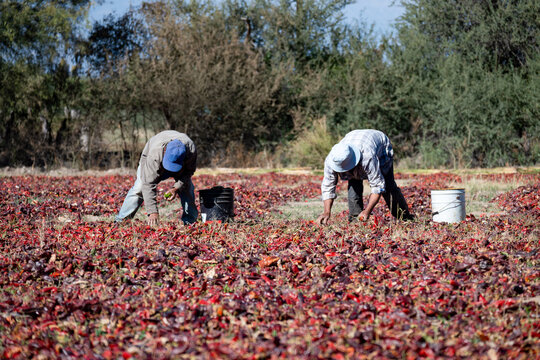 Sorting and cleaning red bell peppers drying in the sun in Cachi, Salta, Argentina