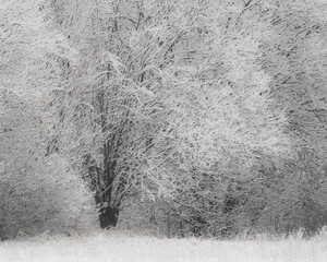 Large deciduous tree heavily covered in white frost or rime ice in a snowy field.