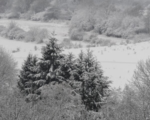 Clump of snow-covered evergreen trees standing out against a vast, white, snowy winter landscape.