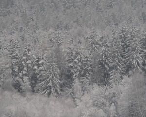Dense evergreen forest blanketed in fresh snow, creating a beautiful winter wonderland landscape.