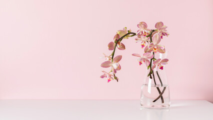 A graceful branch of blooming butterfly orchid (Phalaenopsis) with  unique peloric pattern of petals in a clear vase on  white tabletop and soft pink background. Concept of natural beauty, elegance,