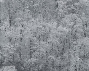 Dense deciduous forest covered in heavy fresh snow, creating a bright, frosty winter landscape.
