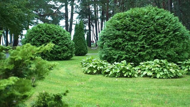 a spherical thuja tree in the park. Thuja Brabant
