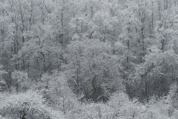 Dense deciduous forest covered in heavy fresh snow, creating a bright, frosty winter landscape.