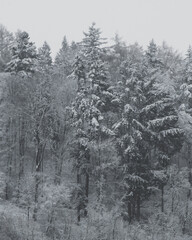 Dense forest of pine and deciduous trees covered in snow on a misty winter hillside.