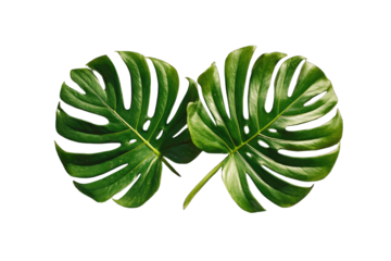 Two vibrant monstera leaves, deep green, intricate patterns, outlined in lime green, against a black background