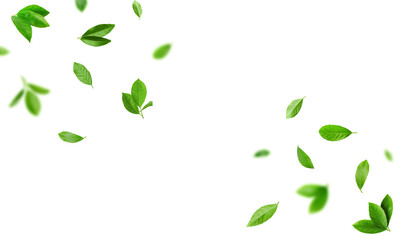 Fresh green leaves of citrus plant flying on white background