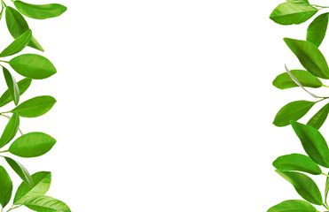 Frame of fresh green leaves of citrus plant isolated on white