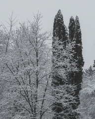 Monochrome winter scene of two tall, narrow conifer trees and a bare deciduous tree covered in snow.