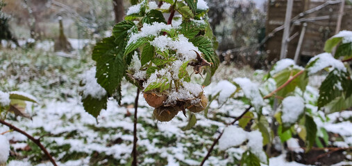 Vibrant green raspberry leaves and unripe berries dusted with the first crisp snow, capturing the abrupt transition from autumn warmth to winter chill