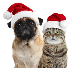 Adorable dog and cat with Santa hats on white background