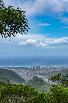 Acacia koa, commonly known as koa, is a species of flowering tree in the family Fabaceae. Mauʻumae Ridge Trail (Puʻu Lanipō), Honolulu, Oahu, Hawaii. Koʻolau Range(windward shield volcano).