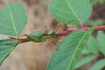 Grasshopper on the tree branch