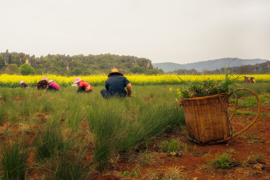 View of farmers harvesting in the fields of green and yellow under a cloudy sky with basket in the foreground, Kun Ming Shi, Yun Nan Sheng, China.