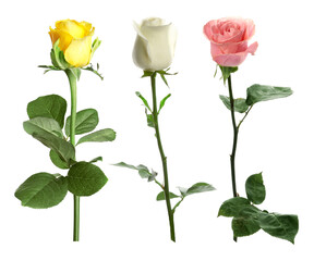 Collection of beautiful roses isolated on white