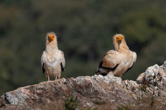 Striking Portrait of Two Egyptian Vultures in Extremadura, Spain