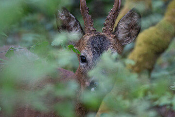 Silent Gaze from the Forest Veil
