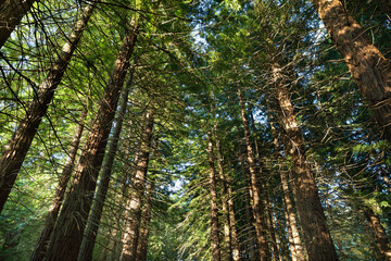 Sequoia forest of Cabezon de la Sal, Cantabria