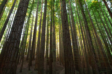 Sequoia forest of Cabezon de la Sal, Cantabria