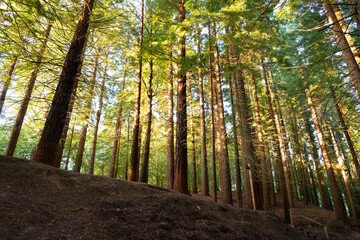 Obraz premium Sequoia forest of Cabezon de la Sal, Cantabria