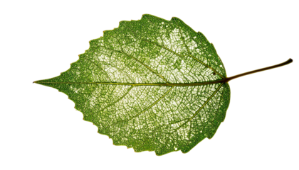 A close-up view presents a translucent green leaf, showcasing intricate vein patterns against a black backdrop, offering a glimpse of natural beauty
