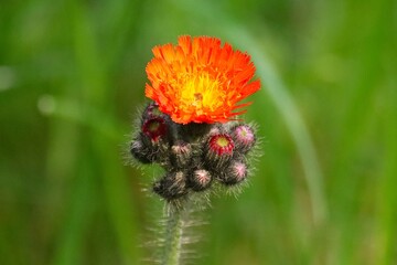 kosmaczek pomarańczowy © Pawel Zabczyk