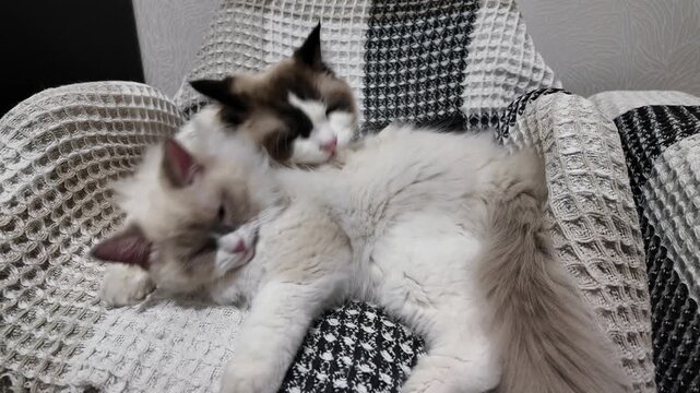A cat licks another cat to clean its fur, demonstrating a good bond, love and care.