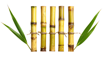 Close-up of five sugarcane stalks tied together with twine, flanked by green leaves, against a stark black background
