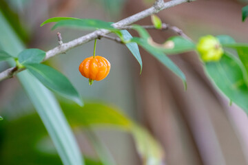Close-up of a ripe, bright orange pitanga fruit (Eugenia uniflora), hanging from a branch with green leaves, against a blurred garden background.