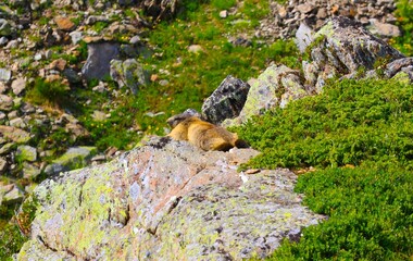 Marmot montain