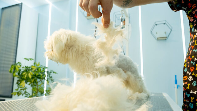 At a pet grooming salon, a middle-aged male groomer is trimming the fur of an adorable Maltese dog with clipper