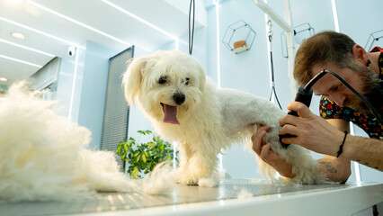 At a pet grooming salon, a middle-aged male groomer is trimming the fur of an adorable Maltese dog...