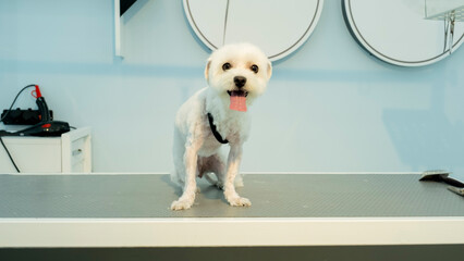 The adorable pose of a Maltese dog at a pet grooming salon