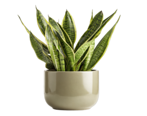 Snake plant in light beige pot