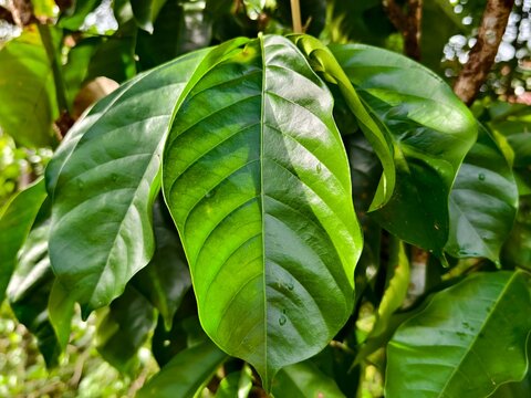 close up photo of langsat leaves