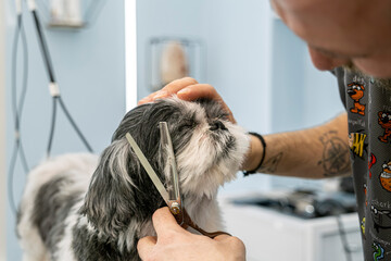 At a pet grooming salon, a middle-aged male groomer is trimming the fur of an adorable Shih Tzu dog...