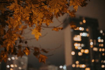 Golden brown autumn leaves at night with city lights in soft bokeh. Warm fall tones, urban atmosphere, cozy mood, seasonal transition, nature meets city, modern lifestyle, cinematic fall aesthetic.