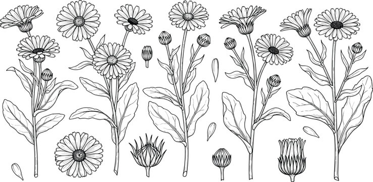 A detailed set of hand-drawn calendula officinalis flowers, showcasing various stages from bud to bloom in a classic botanical line art illustration style