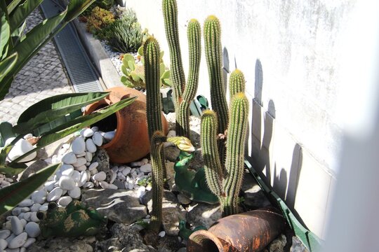 planta flor cacto - Cactus 