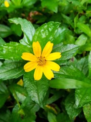 Vibrant Yellow Daisy Flower Close-up on Wet Green Leaves