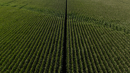 Aerial perspective shot looking down the long, parallel rows of a dense, vibrant green corn or crop field, divided by a central dark path
