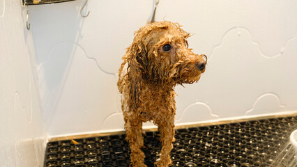 At a pet grooming salon, a middle-aged male groomer is washing the fur of an adorable Poodle dog in...