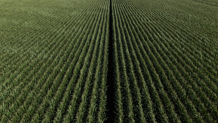 Aerial perspective shot looking down the long, parallel rows of a dense, vibrant green corn or crop field, divided by a central dark path