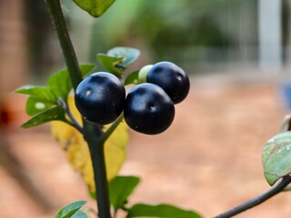 leunca fruit with blurred background