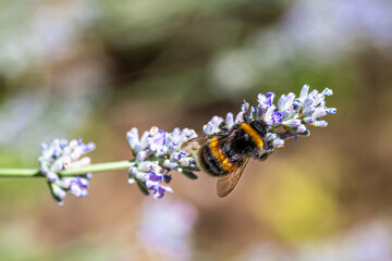 Bumblebee collecting nectar pollen from a lavender flower