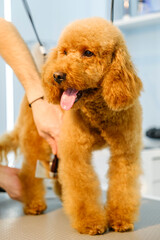 At a pet grooming salon, a middle-aged male groomer is brushing the fur of an adorable Poodle dog