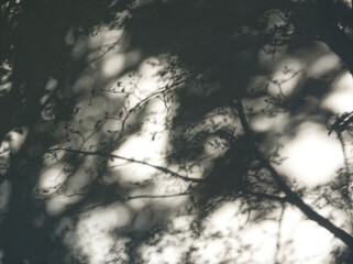 Bw abstract background. Sunlight shadows of trees on light surface. Shades background. Sunlight background. Lace-like layout. Summer sun work. Ornamental abstract surface. Tree branches pattern.