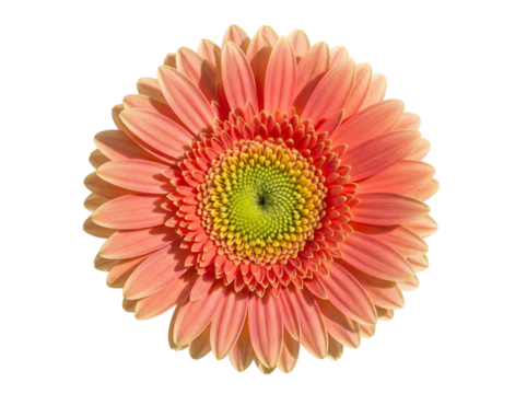 Peach gerbera daisy isolated PNG on transparent background, beautiful flower blossom for spring and summer designs