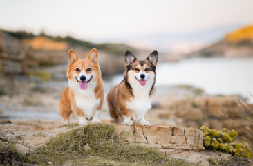 Two Corgi Dogs Posing on a Rocky Path with a Scenic View (Croatia